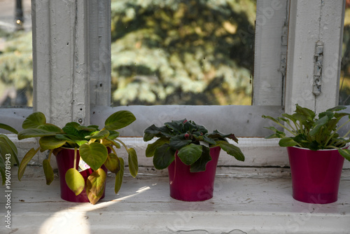 Small Potted Plants on Window with Natural Light Background