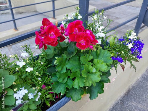 Flowers red Geranium, white and blue Lobelia in a hanging box. Flowers in a balcony box on a mobile phone