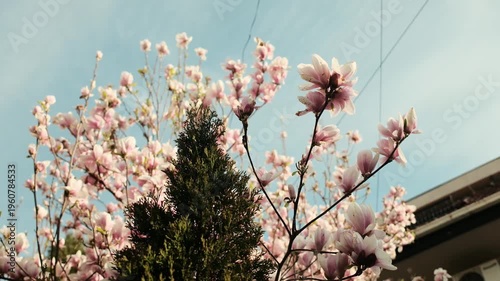 Blooming magnolia tree with soft pink flowers against blue sky, captured in natural sunlight, representing spring season, growth and aesthetic lifestyle in cinematic footage
