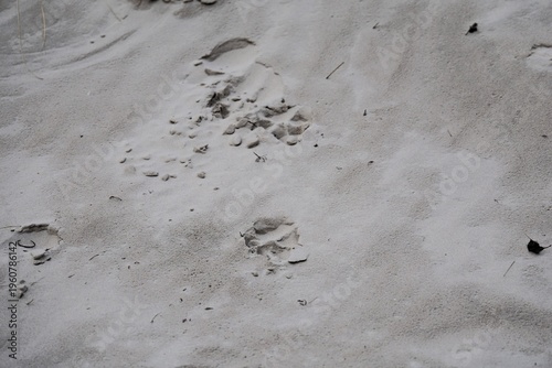 Closeup of small animal tracks marking damp sandy coastal surface