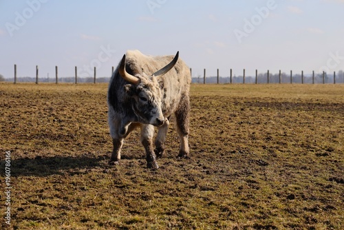 Large gray bull standing alone on dry grassy pasture