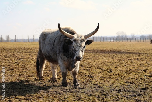 Large domestic cow with long horns grazing in open field
