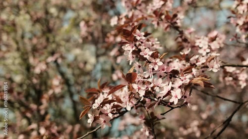 Pink blooming tree branches against blue sky in spring. Seasonal nature concept with vibrant flowers, fresh growth and bright outdoor atmosphere