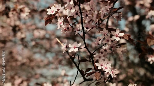 Pink blooming tree branches against blue sky in spring. Seasonal nature concept with vibrant flowers, fresh growth and bright outdoor atmosphere