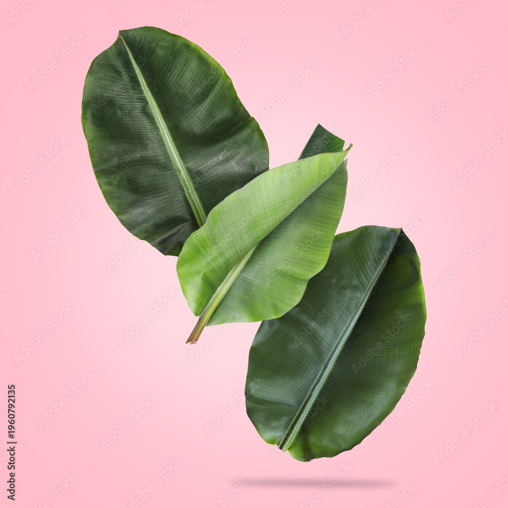 Fototapeta premium Bright banana leaves falling on pink background
