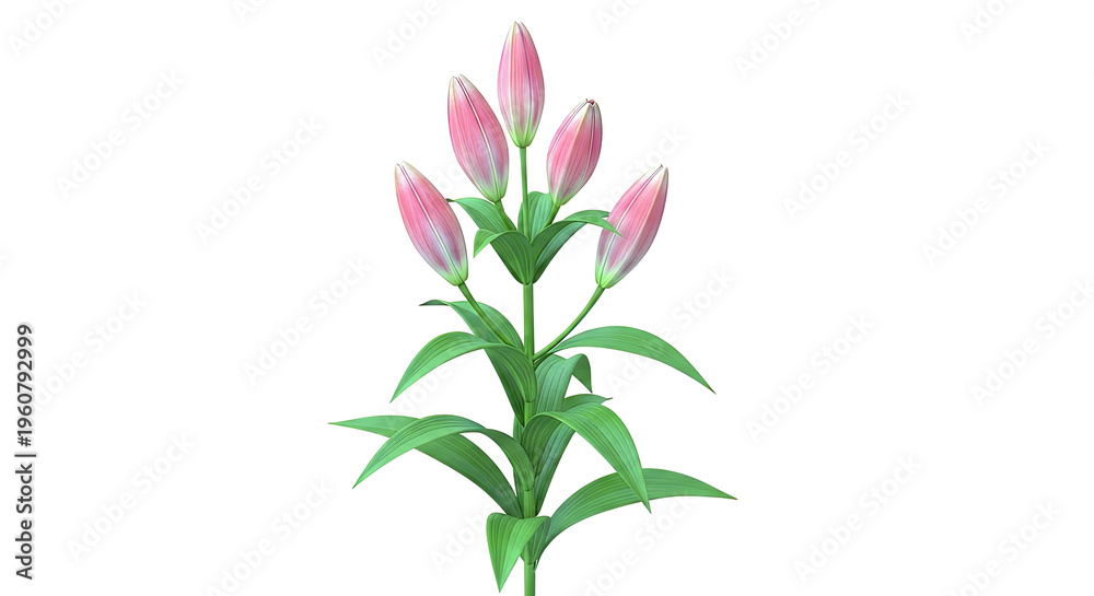 Obraz premium Pink Lily Flower Buds on Stem with Green Leaves