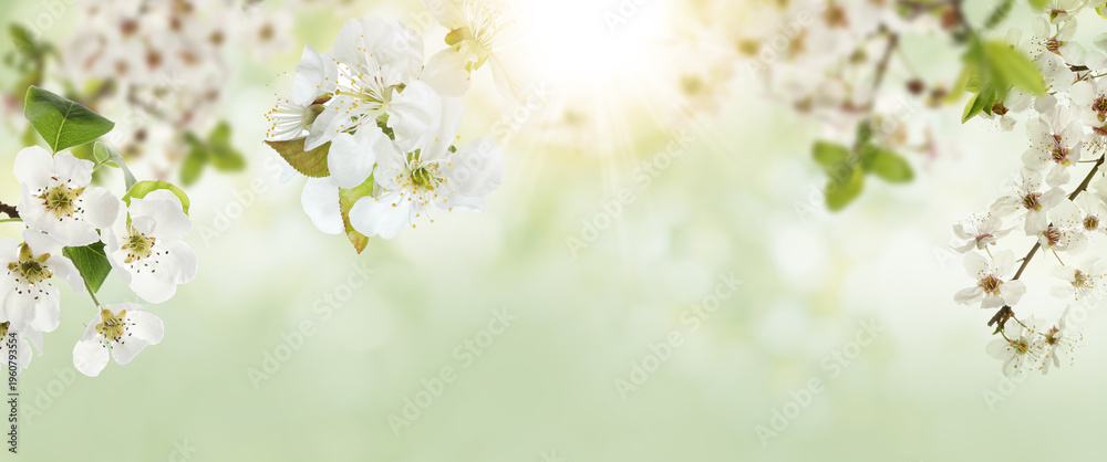 Fototapeta premium Spring tree branches covered with beautiful flowers, selective focus. Banner design