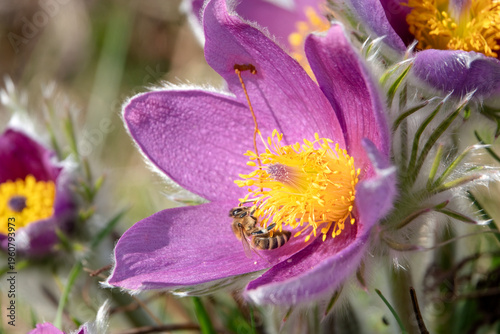 Biene knetet Pollen in Kuhschellenblüte