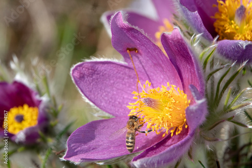 Honigbiene sammeln Pollen und Nektar auf Kuhschelle