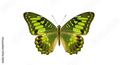 Vibrant green butterfly with yellow spots isolated on transparent background showing its beautiful wings spread wide open