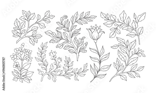 Hand drawn botanical with leaves and flowers in black and white floral branches
