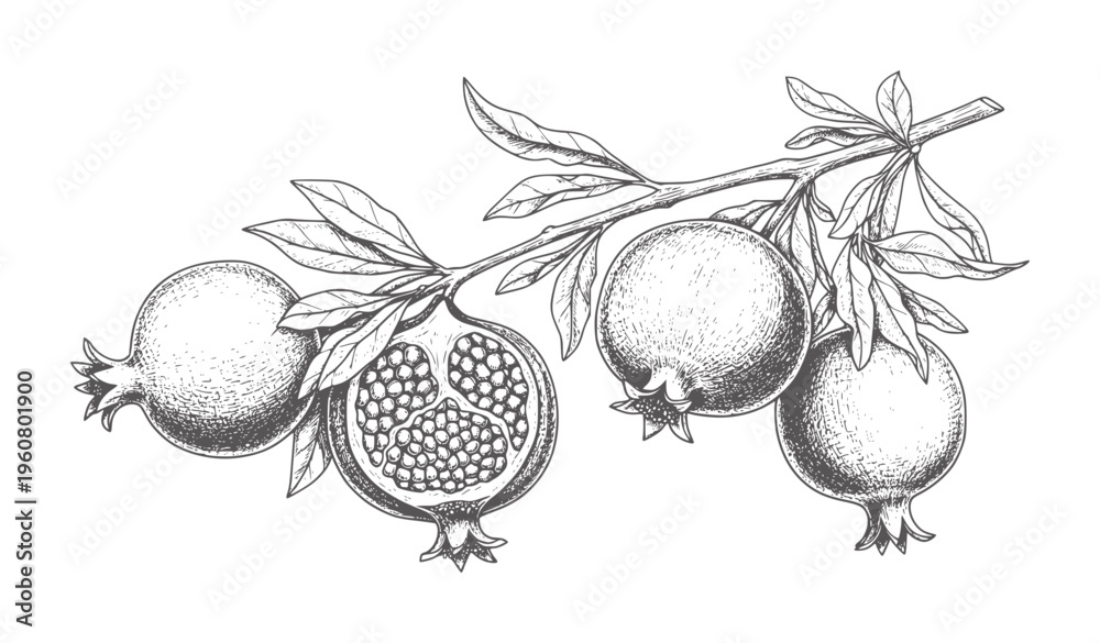 Obraz premium Hand drawn branch with pomegranates and leaves in vintage style fruit food