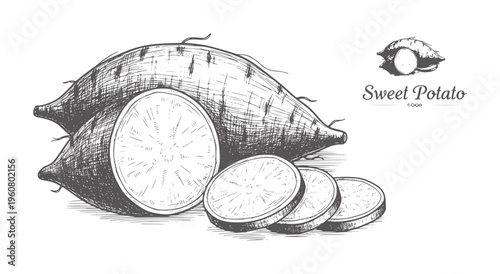 Hand drawn sweet potato whole and sliced with text root vegetable