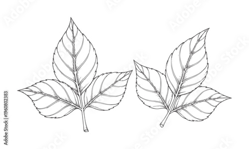 Two line of leaves with veins a white leaf botanical nature plant