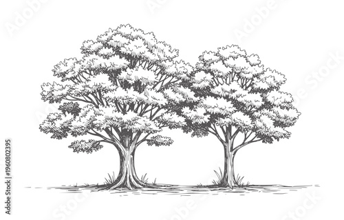 Two large deciduous trees with foliage and textured bark nature monochrome