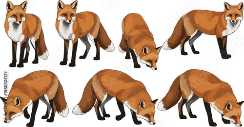 Set of detailed vector illustrations featuring graceful red foxes in various standing and foraging poses isolated on a clean white background.