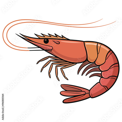 shrimp on a white background