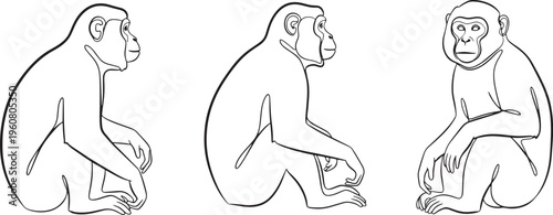 Detailed linear illustrations of a monkey in various poses, showcasing its profile and frontal view for design and educational concepts, capturing its natural form and unique characteristics