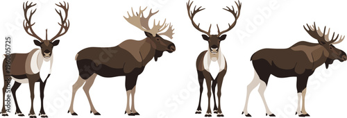 Set of flat vector illustrations featuring majestic reindeer and moose standing in various poses isolated on a clean white background for design projects.