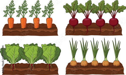 Set of garden beds with growing vegetables including carrots, beets, lettuce, and onions, agricultural farming vector illustration with soil cross-section for design projects.
