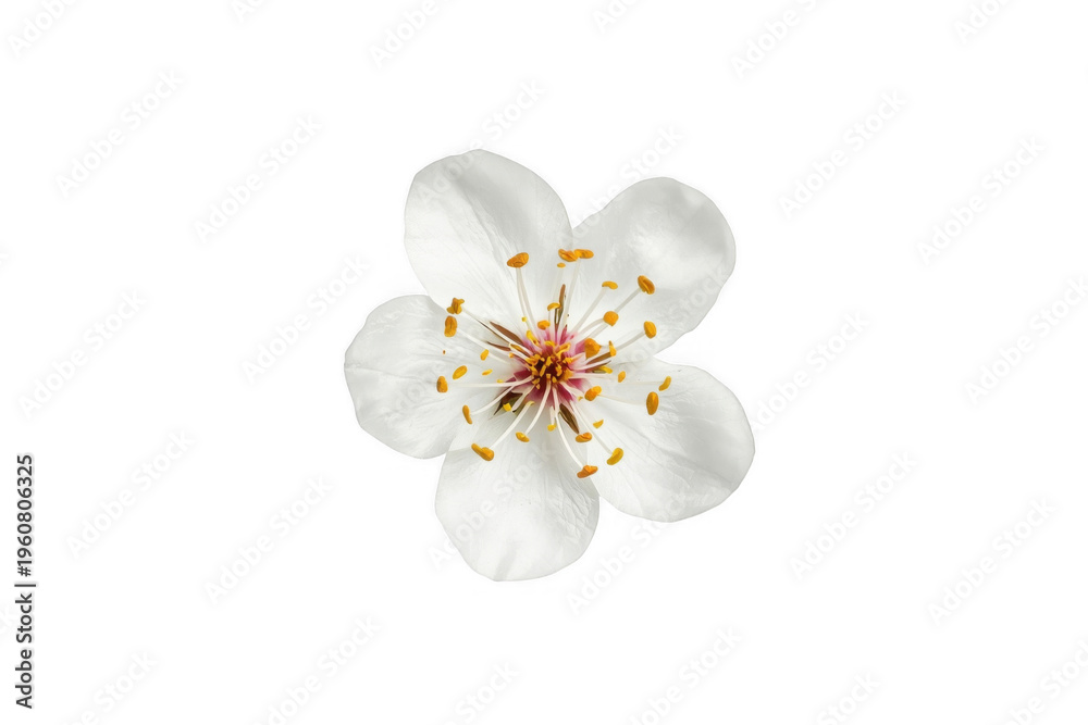 Fototapeta premium White cherry blossom flower blooming on transparent background