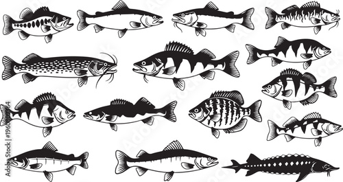 Black and white fish illustrations in various species profiles