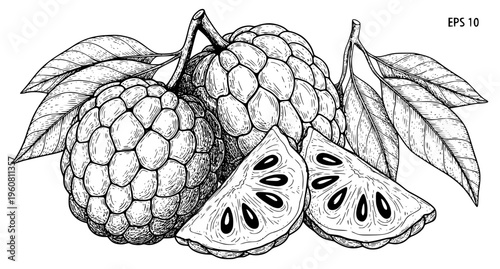 Custard Apple and Annona Reticulata Hand Drawn Tropical Fruit Sketch Vector