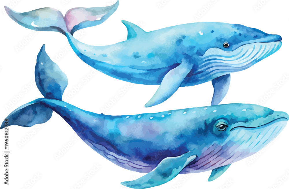 Fototapeta premium Watercolor Whale Clipart, Big Sea Creature Painting, isolated on white background