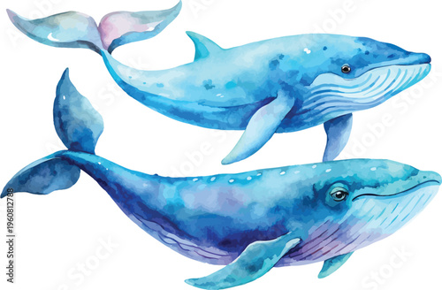 Watercolor Whale Clipart, Big Sea Creature Painting, isolated on white background