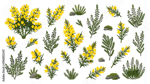 Collection of yellow gorse flowers and green heather plants with rough stones on white background, isolated botanical elements for design