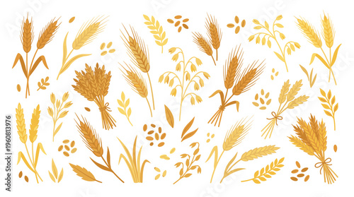 Golden wheat ears and grains collection isolated on white background, representing harvest and agriculture concept