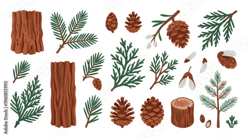 Collection of forest elements including pine cones fir branches tree bark and seeds on a white background