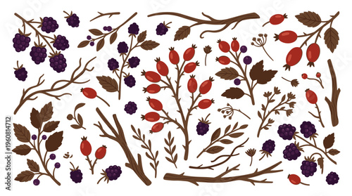Autumn harvest illustration of wild berries and rosehip branches with leaves on a white background, natural elements for design