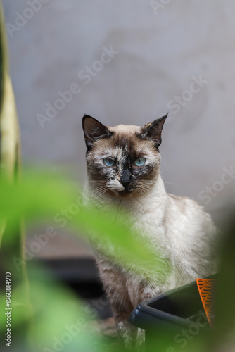 gatos