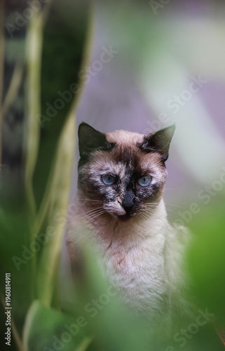 gatos