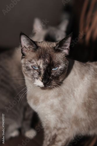 gatos