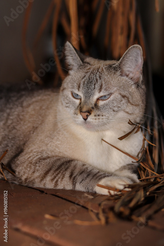 gatos