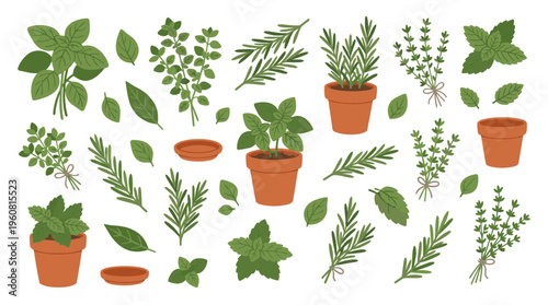 Collection of fresh green herbs and potted plants for cooking and gardening, healthy lifestyle and culinary ingredients