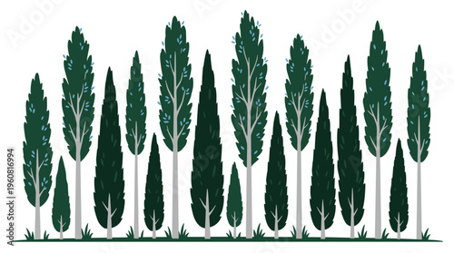A row of tall dark green cypress trees in a line with a white background creating a natural border or backdrop for design