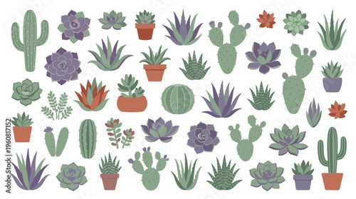 Collection of diverse succulent and cactus plants in various shapes and colors, isolated on a white background, representing natural beauty and home decor.