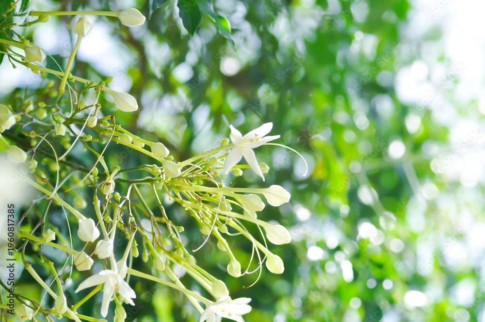Obraz premium Cork tree, Indian cork tree or Millingtonia hortensis Linn or BIGNONIACEAE or white flower