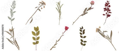 Принти на полотні High-quality photograph of ten diverse pressed dried botanical specimens, including leaves and flower stems