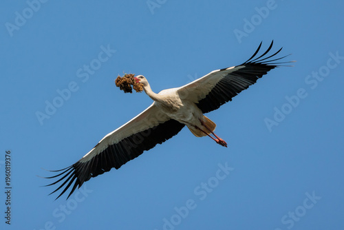White stork flying carrying nest material against blue sky.