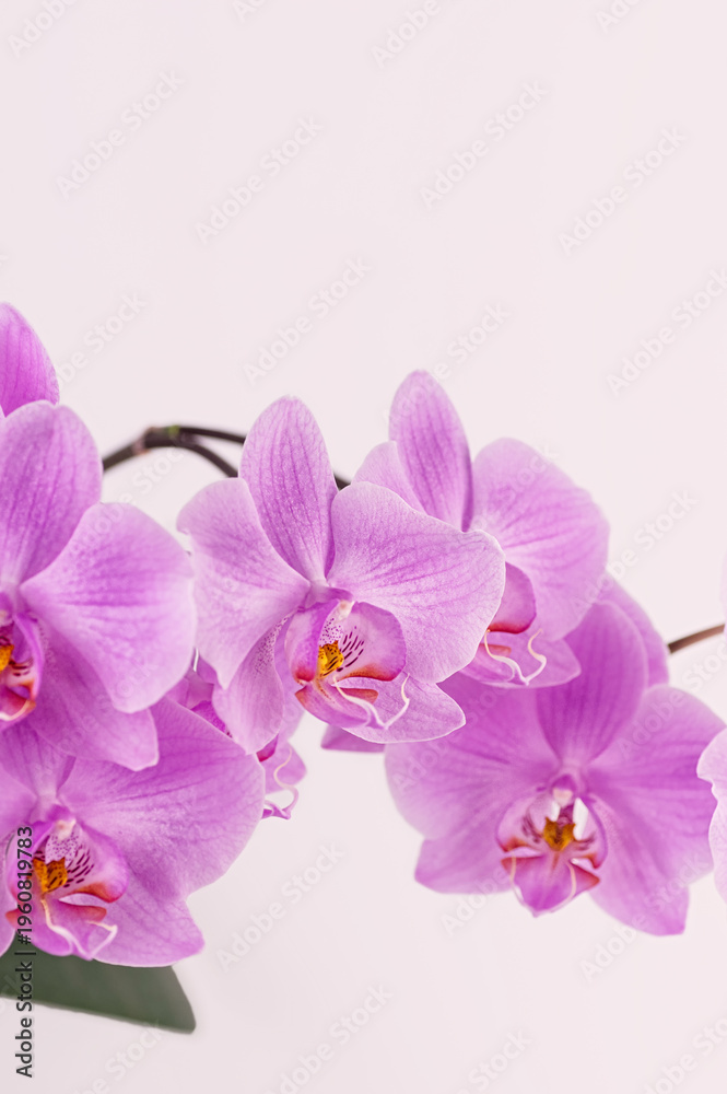 Obraz premium Purple orchid flower against light background. Beautiful phalaenopsis bloom with delicate petal texture.
