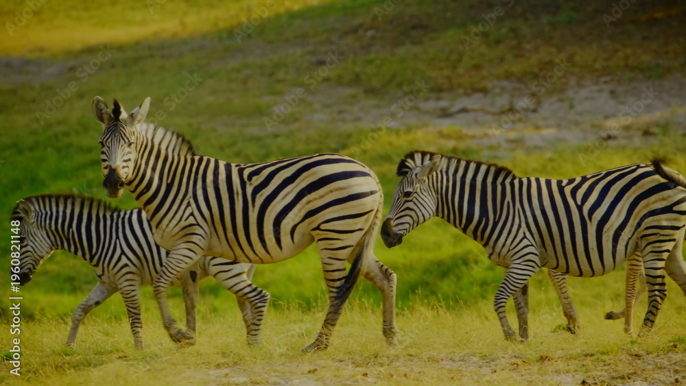 Obraz premium A group of plains zebras moves across a lush green savanna landscape under bright sunlight featuring their distinctive striped patterns and natural herd behavior within an african wilderness habitat