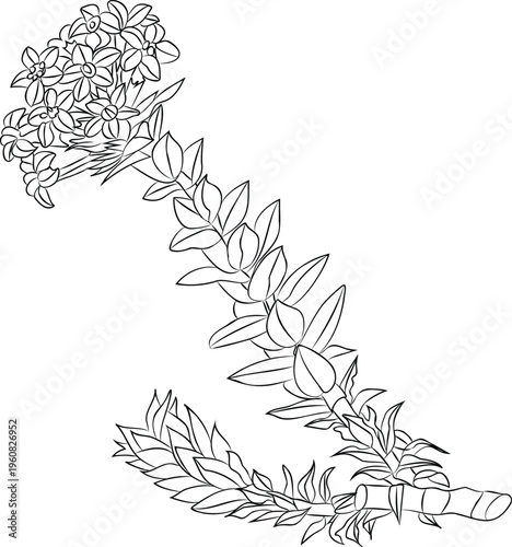 Rare flower Crassula coccinea with petals and flowers nature flora vector