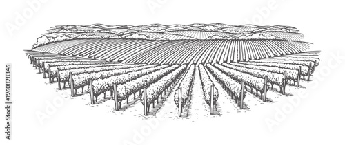 Black and white line of a vineyard with rolling hills and grapevines agriculture