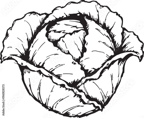 Hand-drawn illustration of a fresh, leafy cabbage, a healthy and versatile vegetable, perfect for culinary and gardening themes