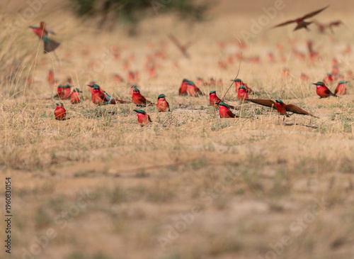 Wallpaper Mural Southern carmine bee-eaters on the ground with near and far birds defocused, Namibia, Africa Torontodigital.ca