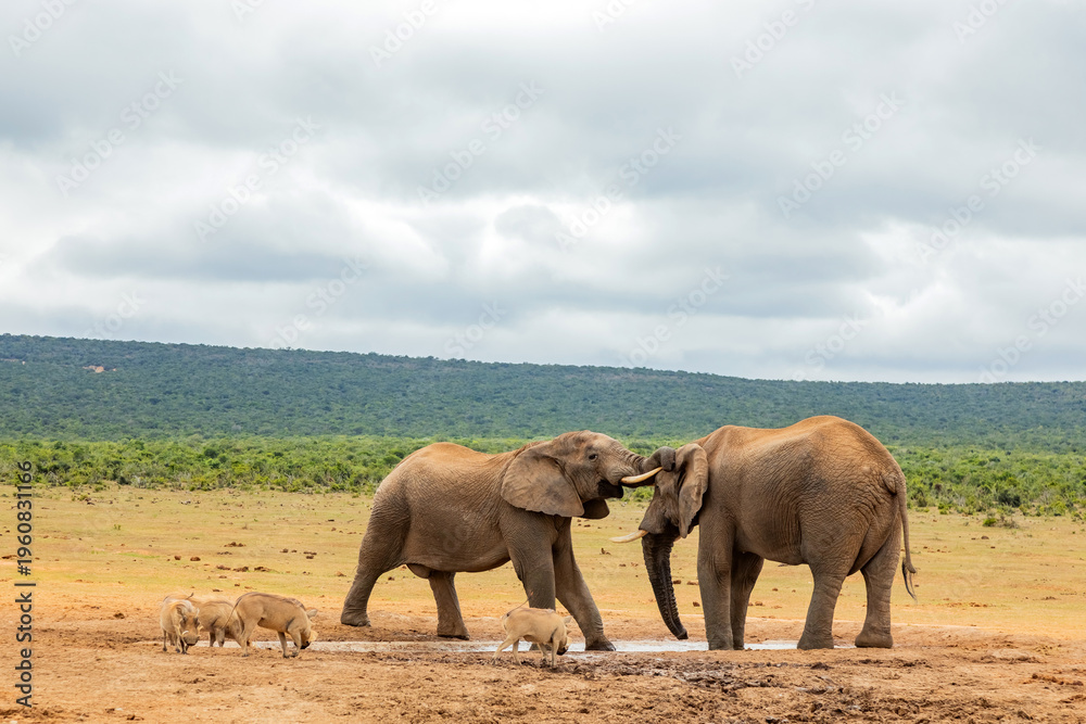 Fototapeta premium Elephant in Addo Elephant Safari Park